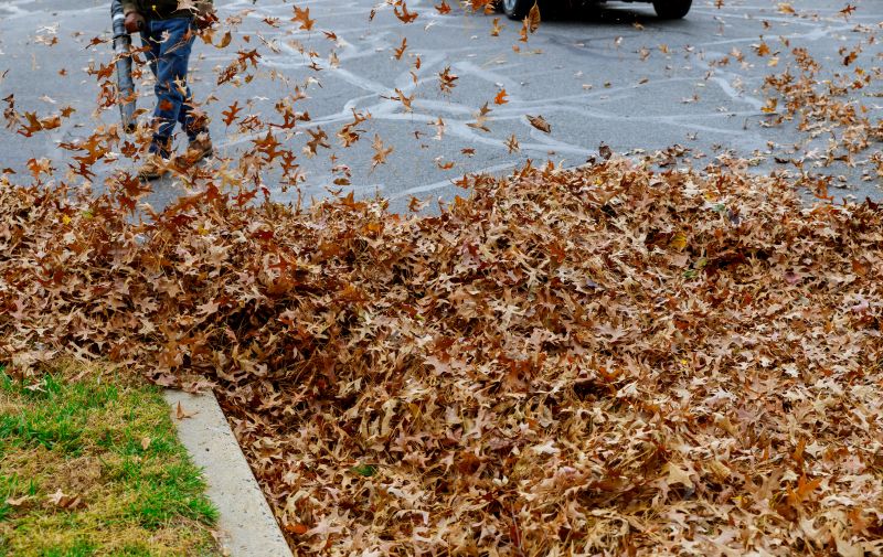 Leaf Clean Up